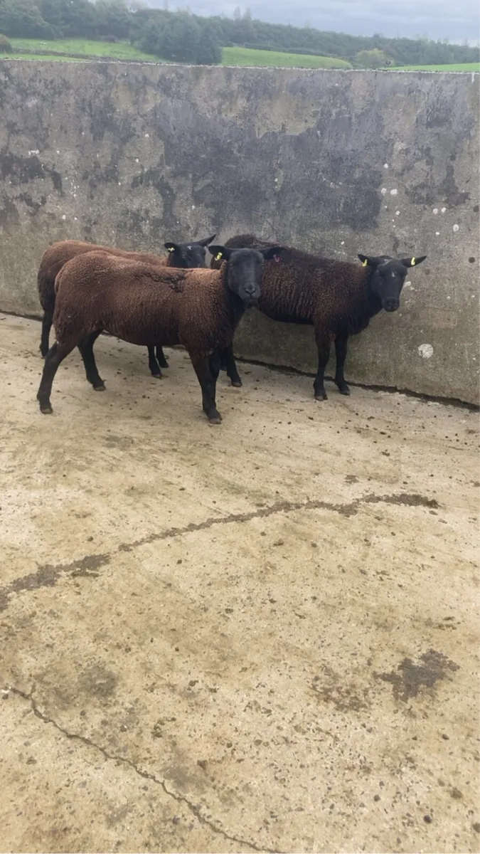 Sheep - Image 3