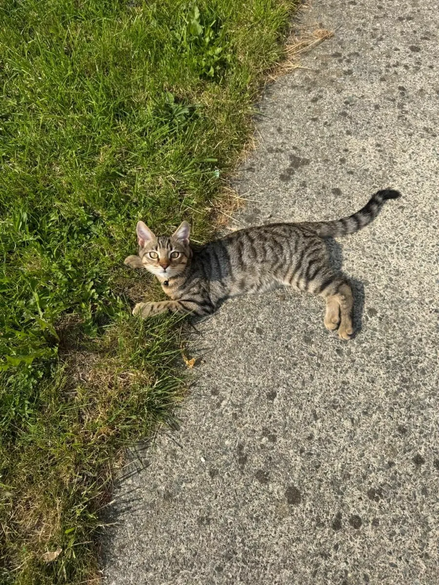 Kitten - Image 1