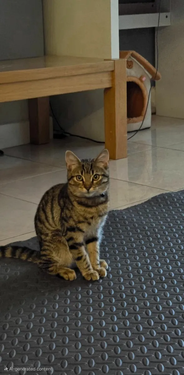 Kitten - Image 2