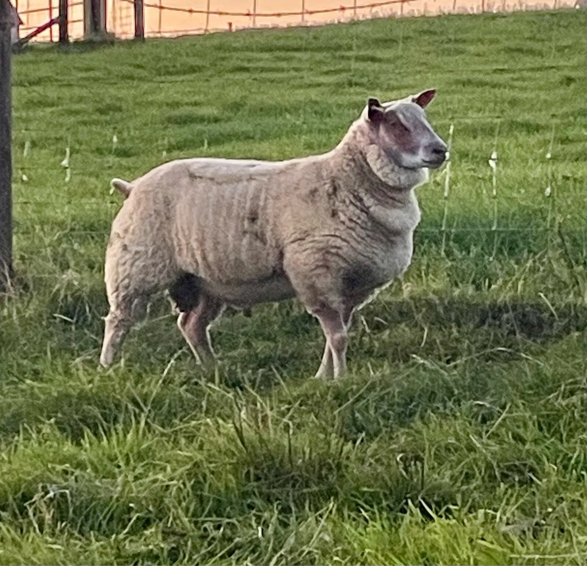 Rouge ram lambs - Image 2
