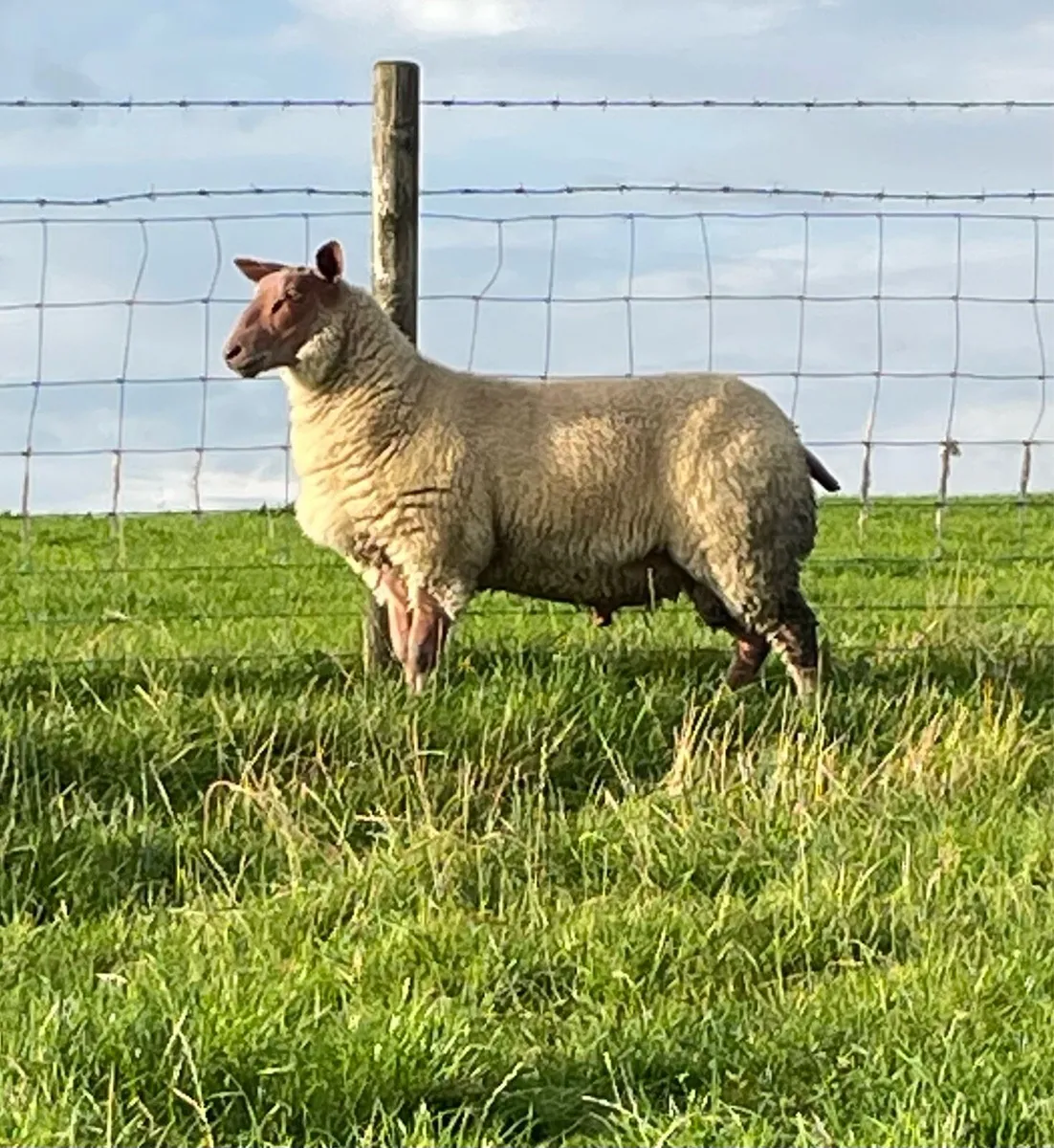 Rouge ram lambs - Image 3