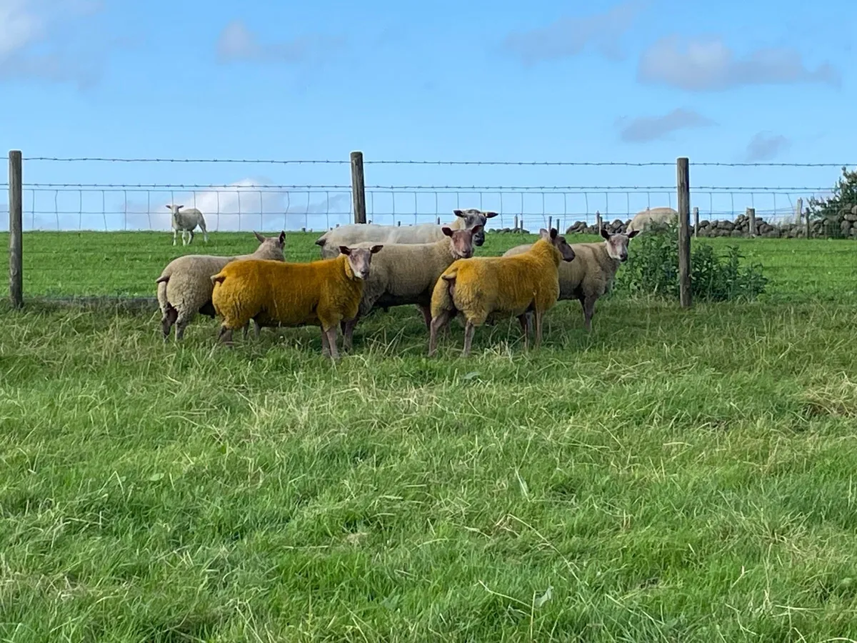 Rouge ram lambs - Image 4