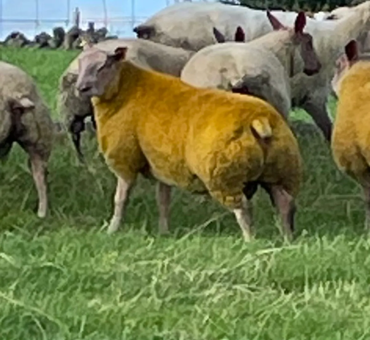 Rouge ram lambs - Image 1