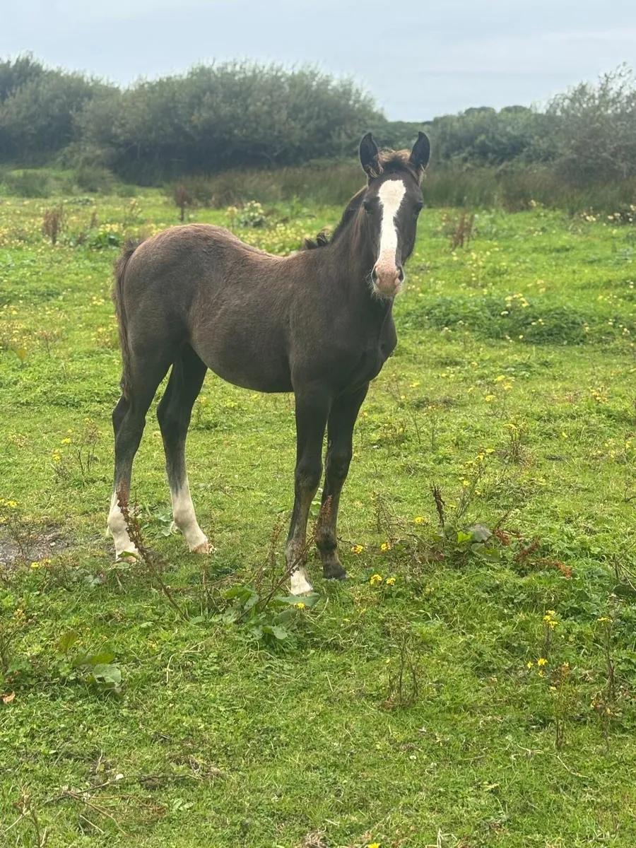 RID colt foal - Image 2
