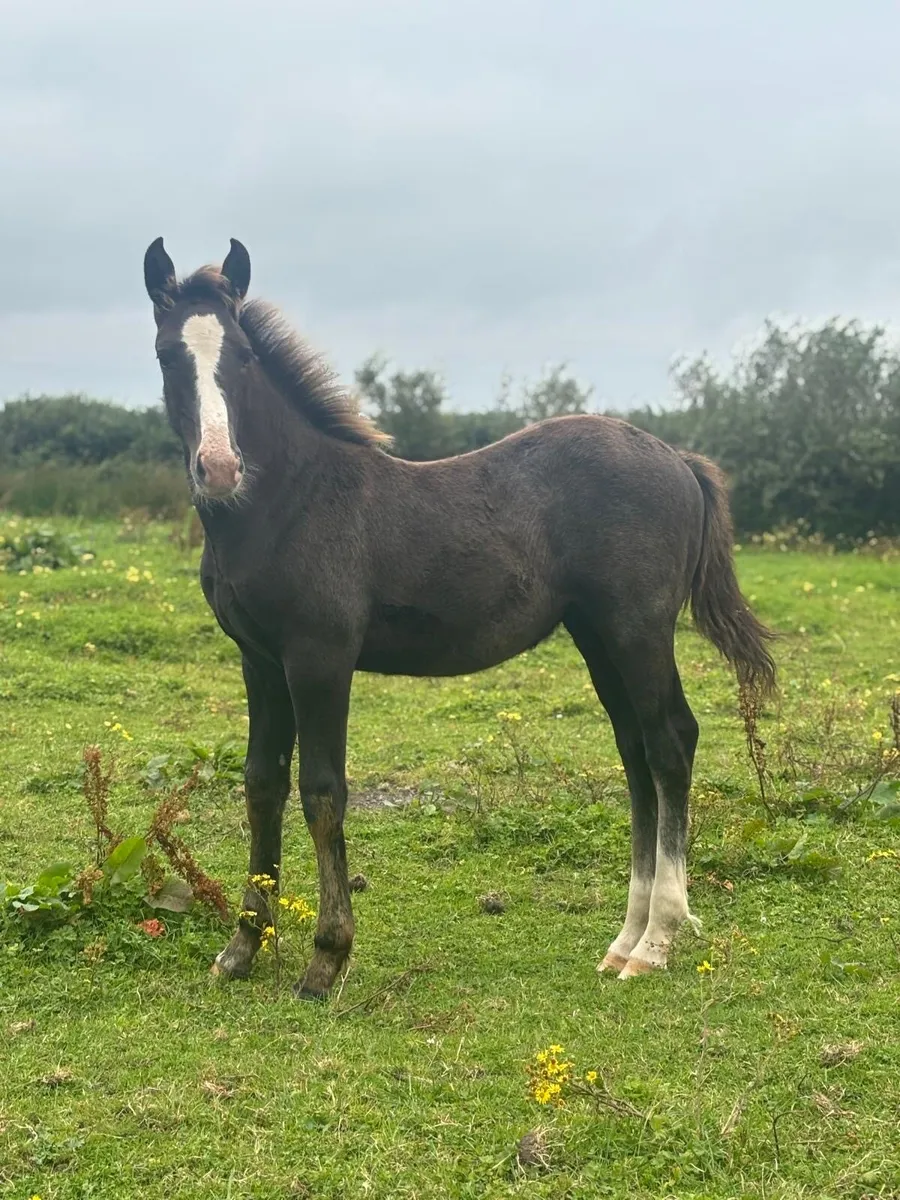 RID colt foal - Image 3