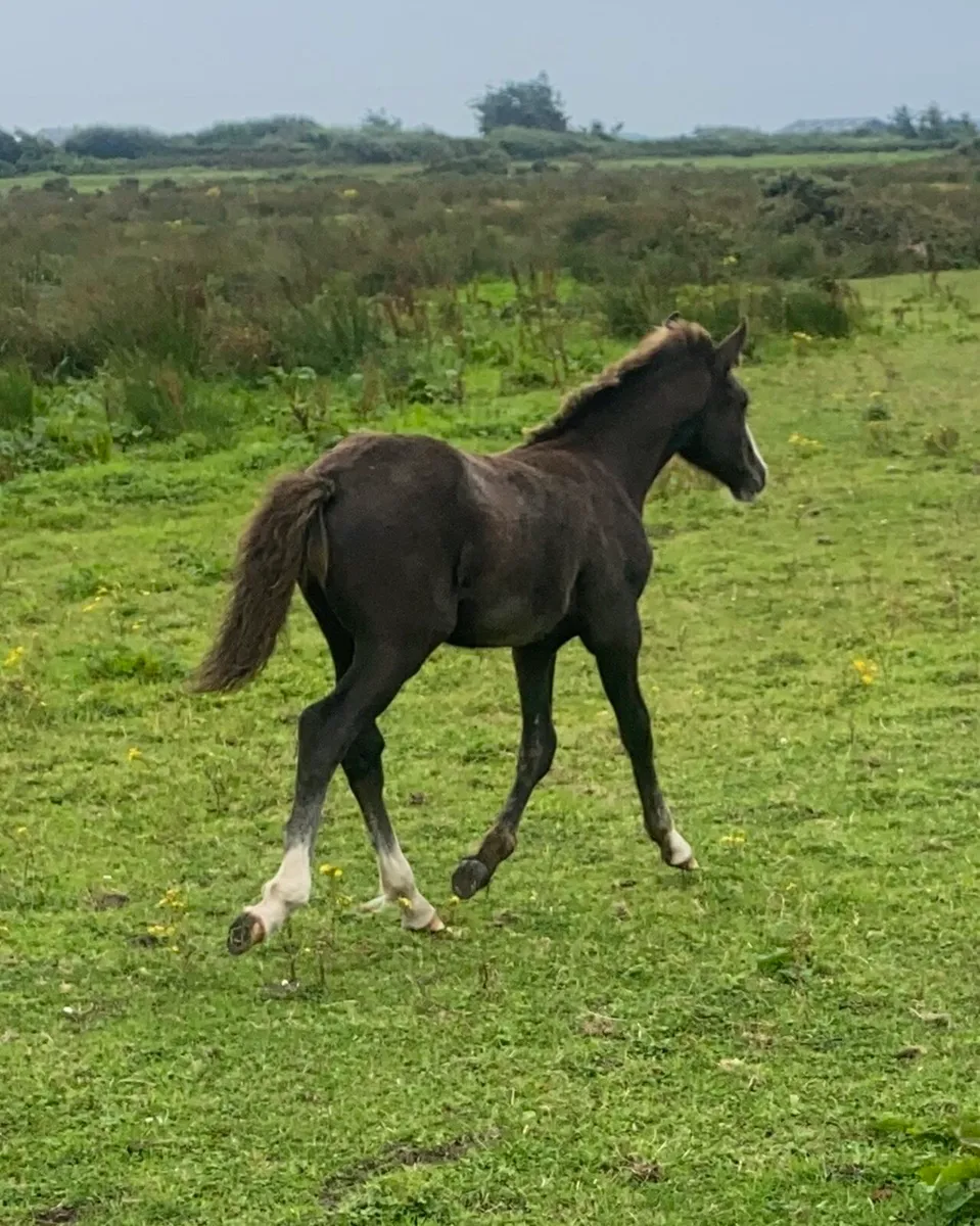 RID colt foal - Image 4