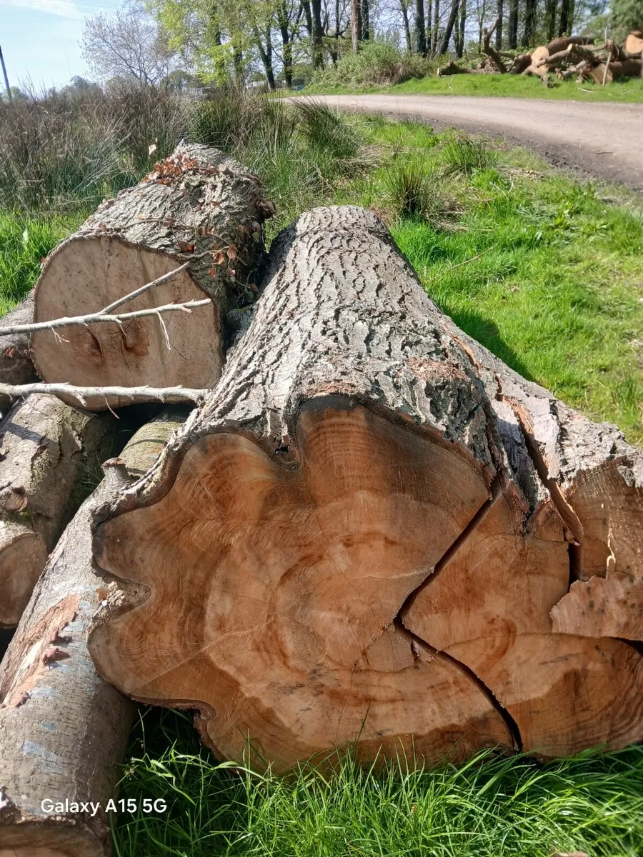 Milling tree trunks plaks timber posts live edge - Image 3