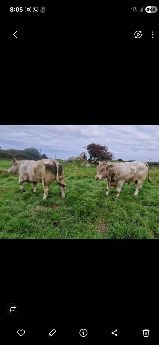 Bulls for Sale - Image 2