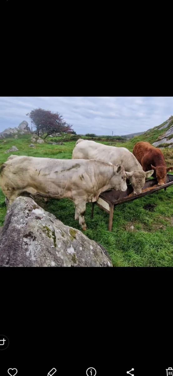 Bulls for Sale - Image 3
