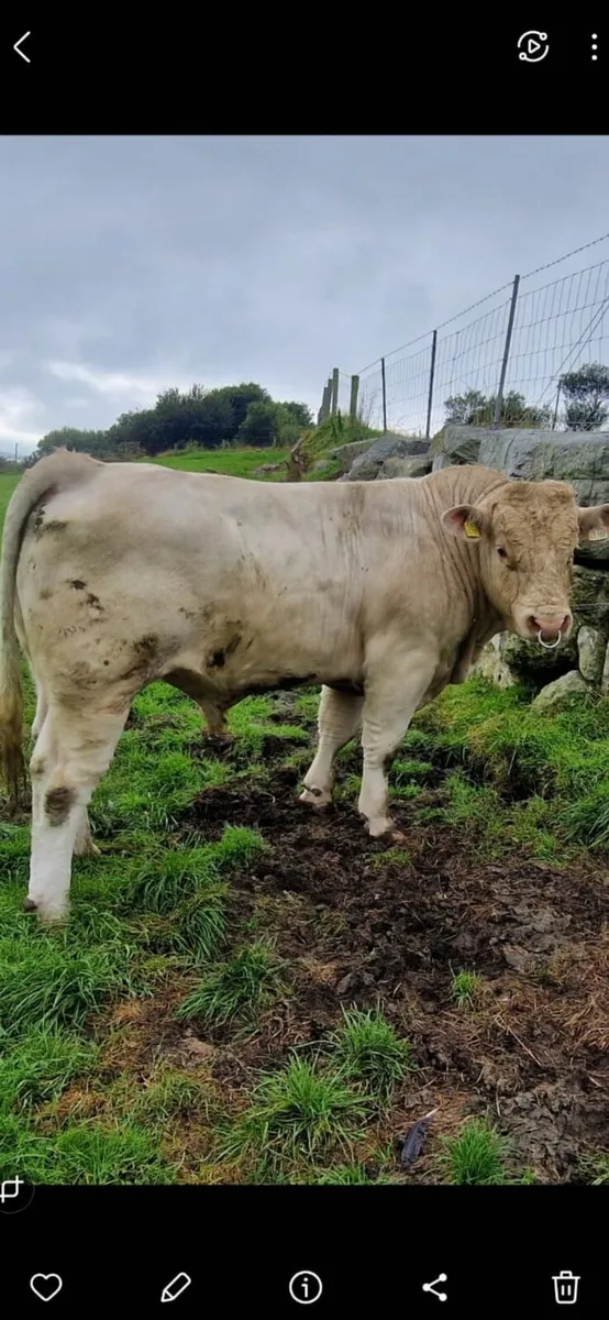 Bulls for Sale - Image 4