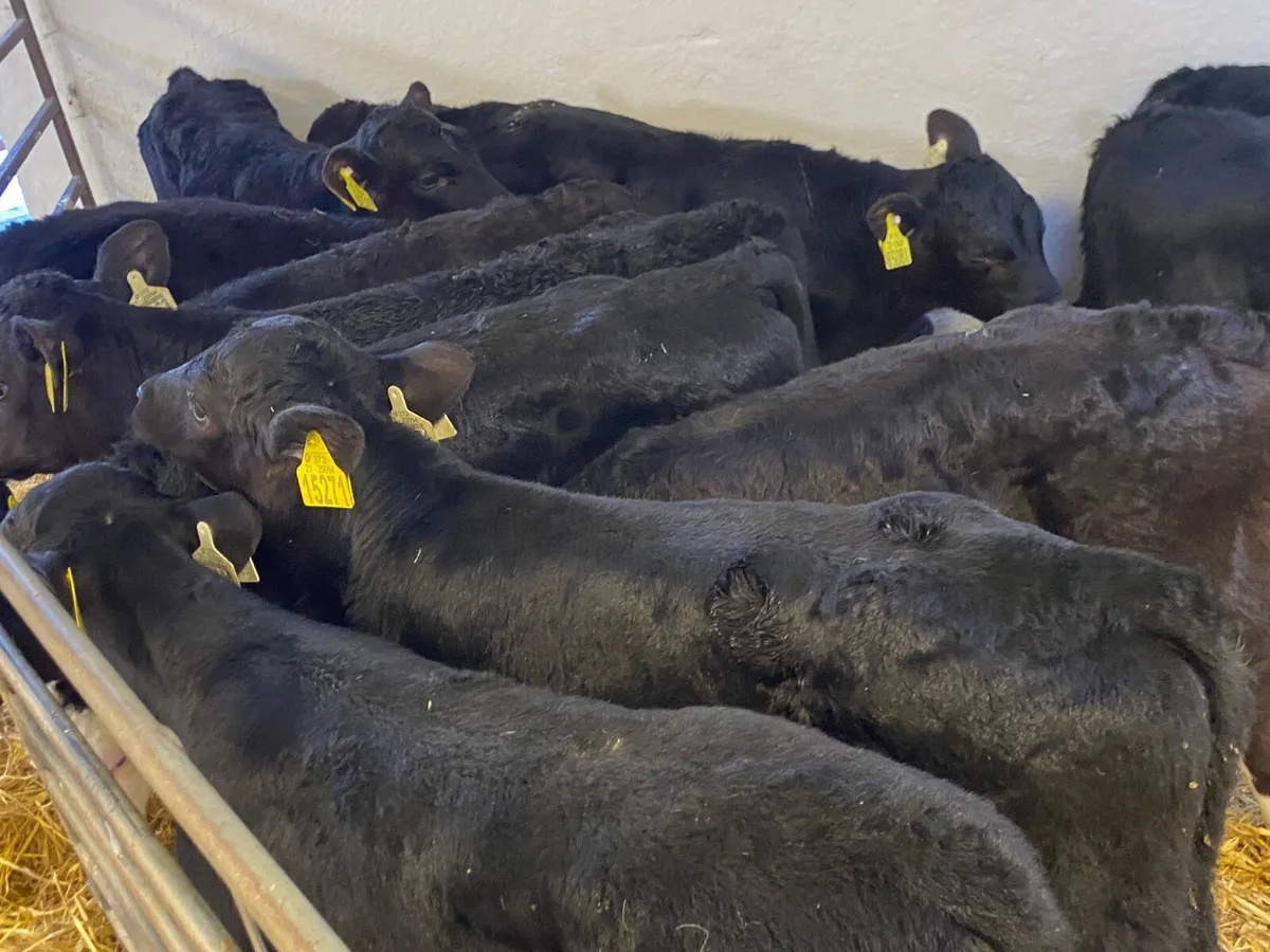 Super Aberdeen Angus Bull Calves - Image 1