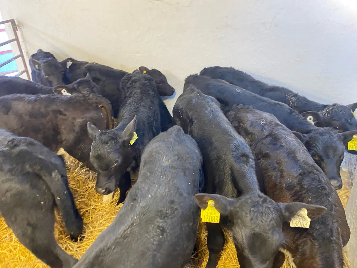 Super Aberdeen Angus Bull Calves - Image 2