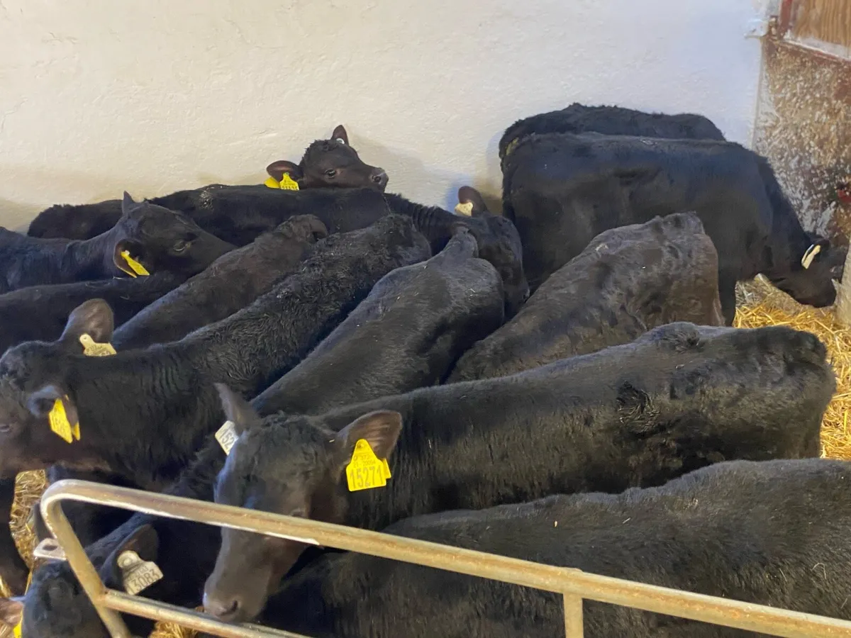 Super Aberdeen Angus Bull Calves - Image 3