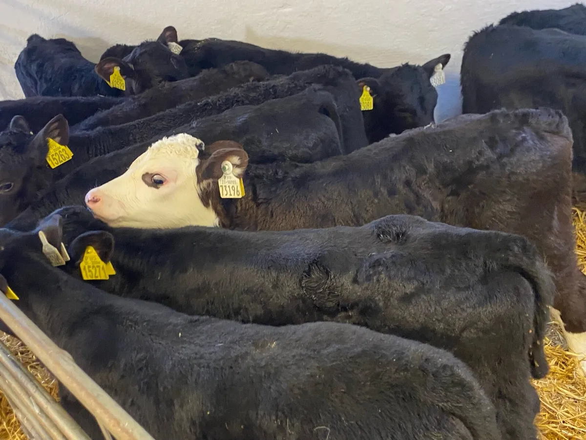Super Aberdeen Angus Bull Calves - Image 4