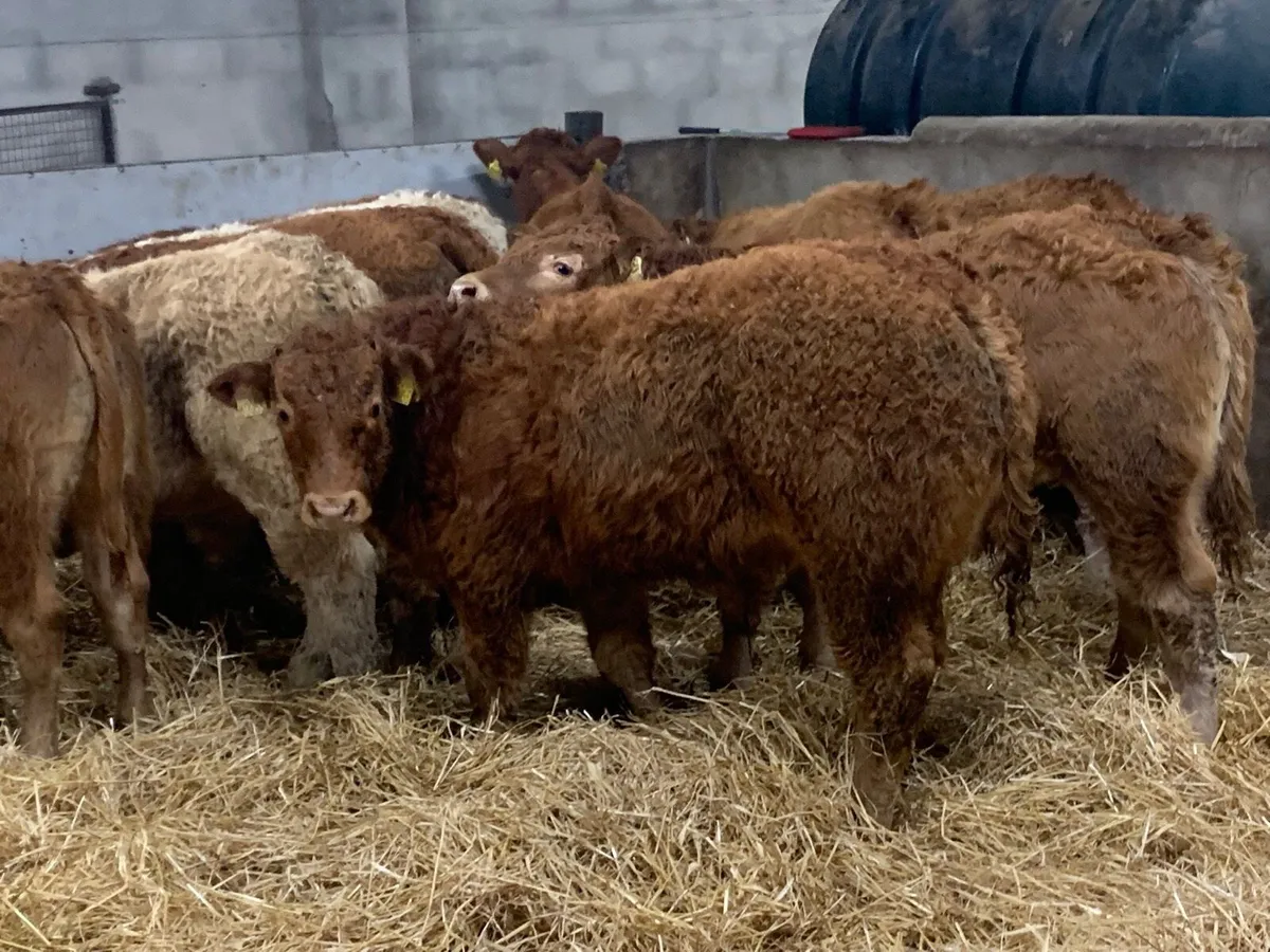 Serious U Grade Bull Weanlings - Image 1
