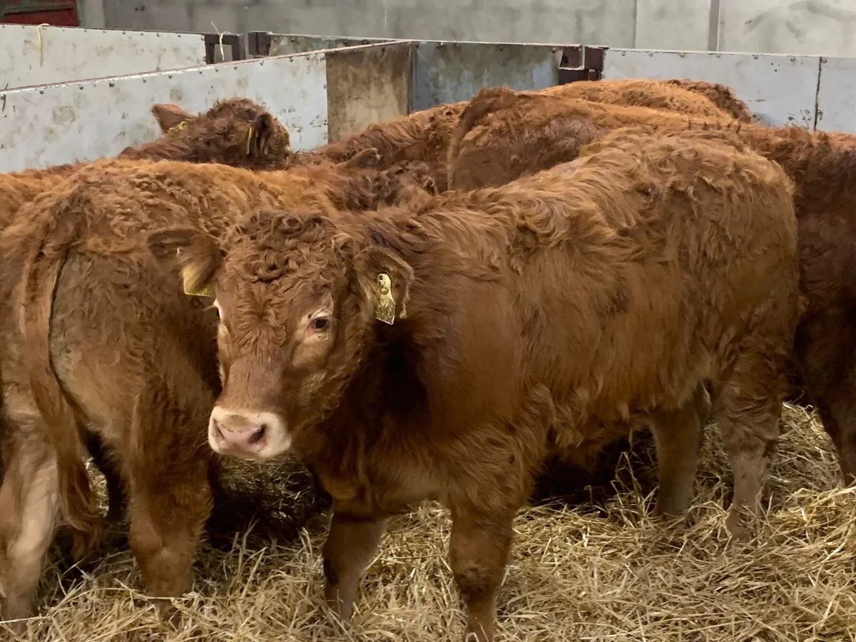 Serious U Grade Bull Weanlings - Image 2