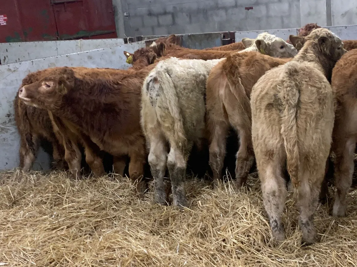 Serious U Grade Bull Weanlings - Image 3