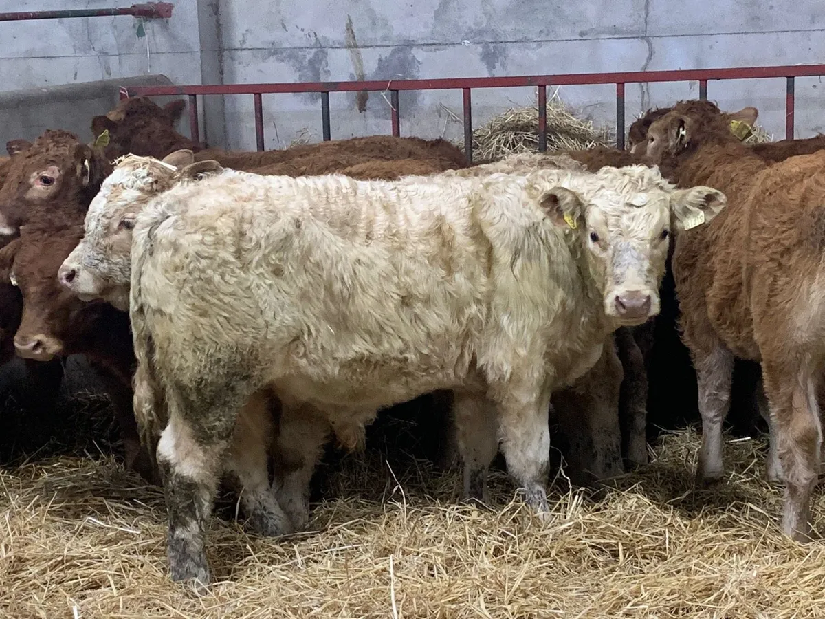 Serious U Grade Bull Weanlings - Image 4