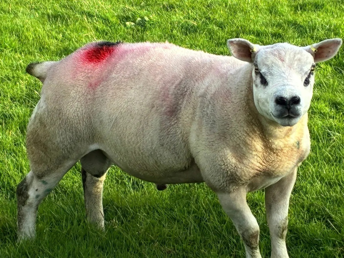 Texel Ram - Image 1