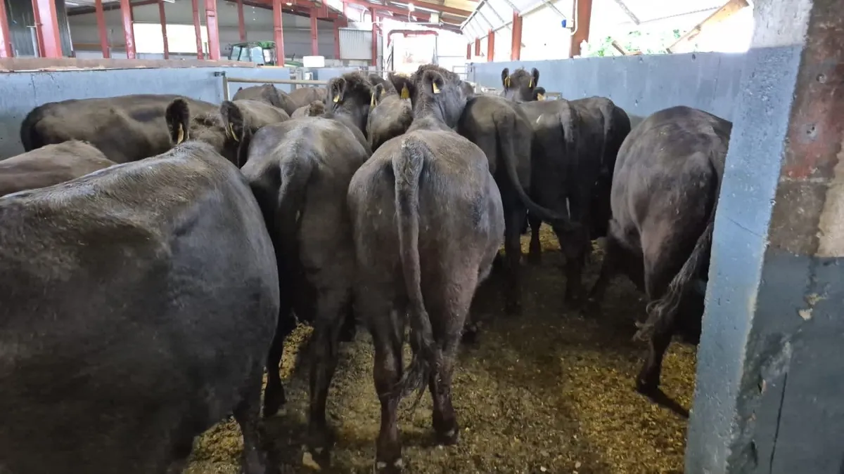 💥20 Angus Heifers💥 - Image 2