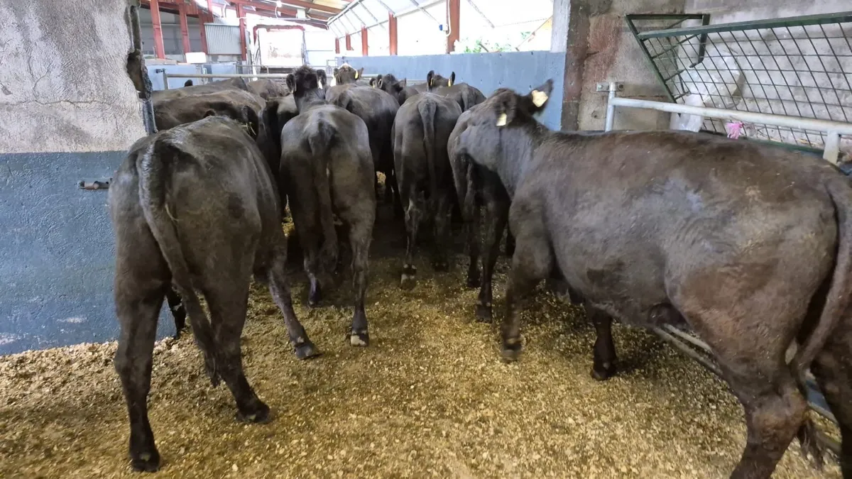 💥20 Angus Heifers💥 - Image 3