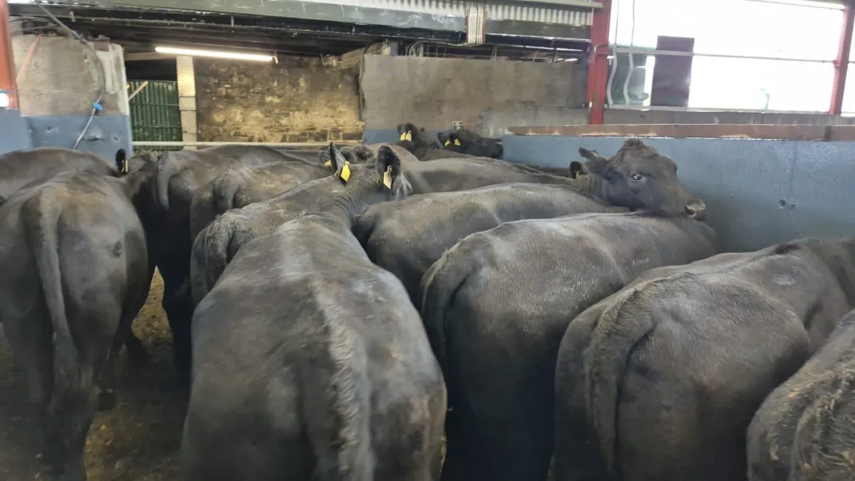 💥20 Angus Heifers💥 - Image 4