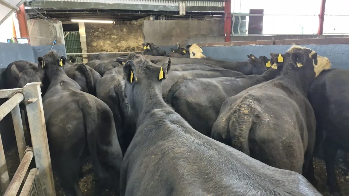 💥20 Angus Heifers💥 - Image 1