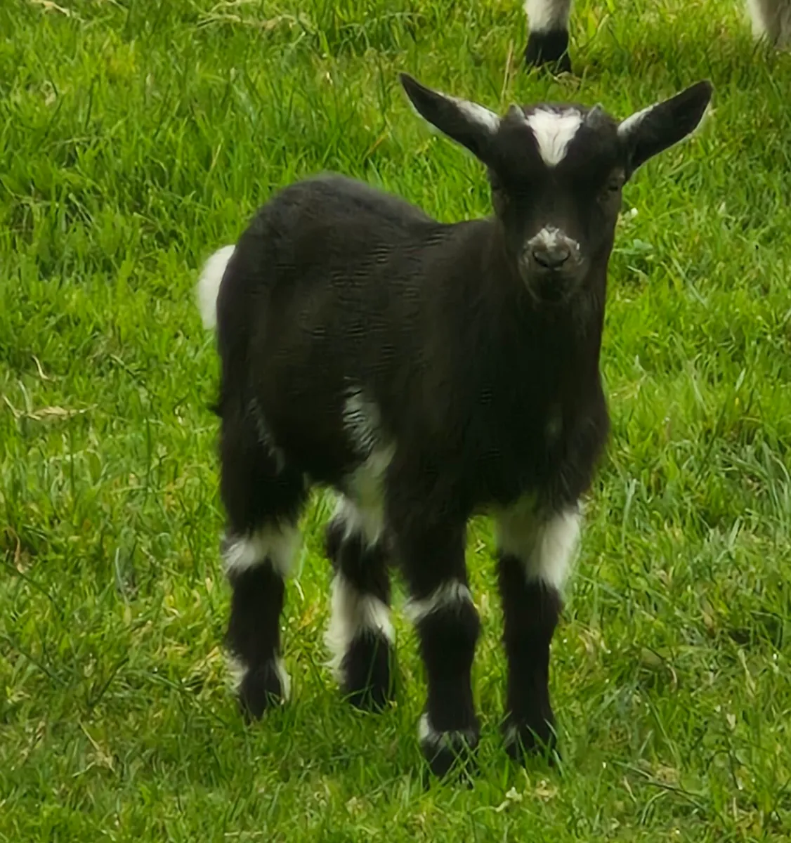 Pygmy Goats - Image 1