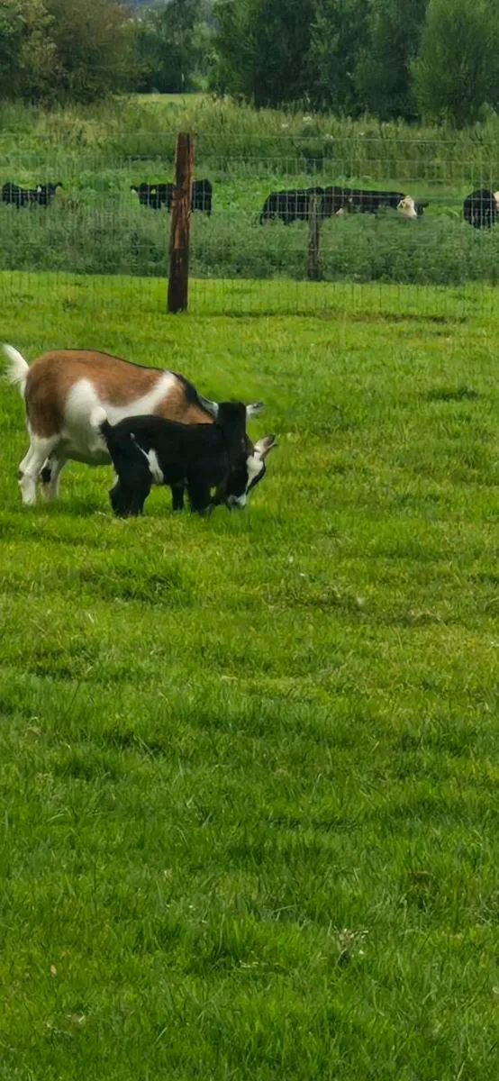 Pygmy Goats - Image 2