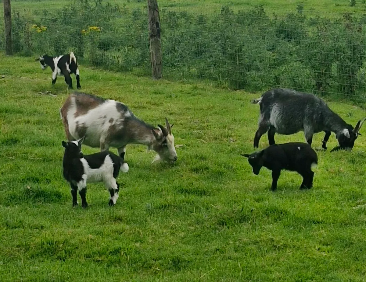 Pygmy Goats - Image 3