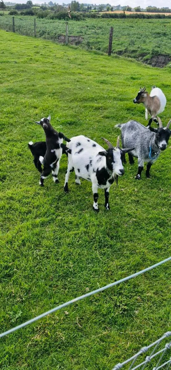 Pygmy Goats - Image 4