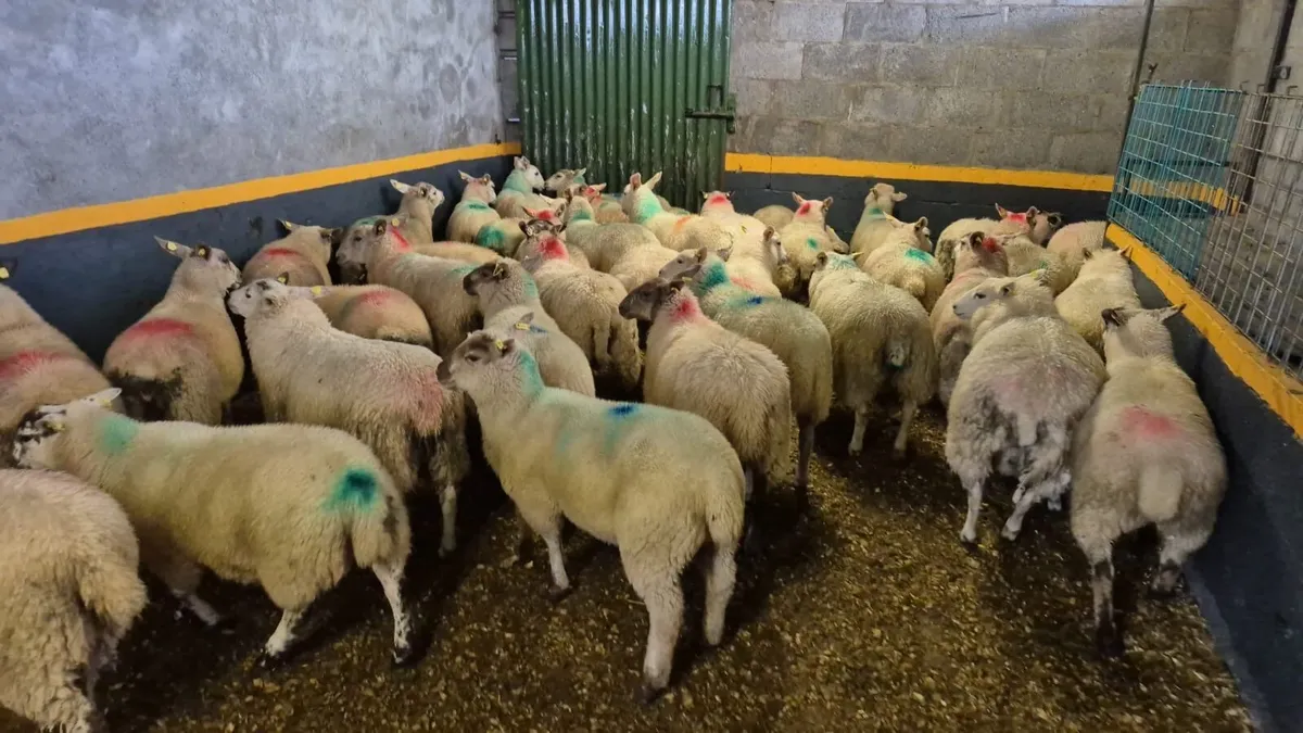 💥80 Ewe Lambs💥 - Image 1