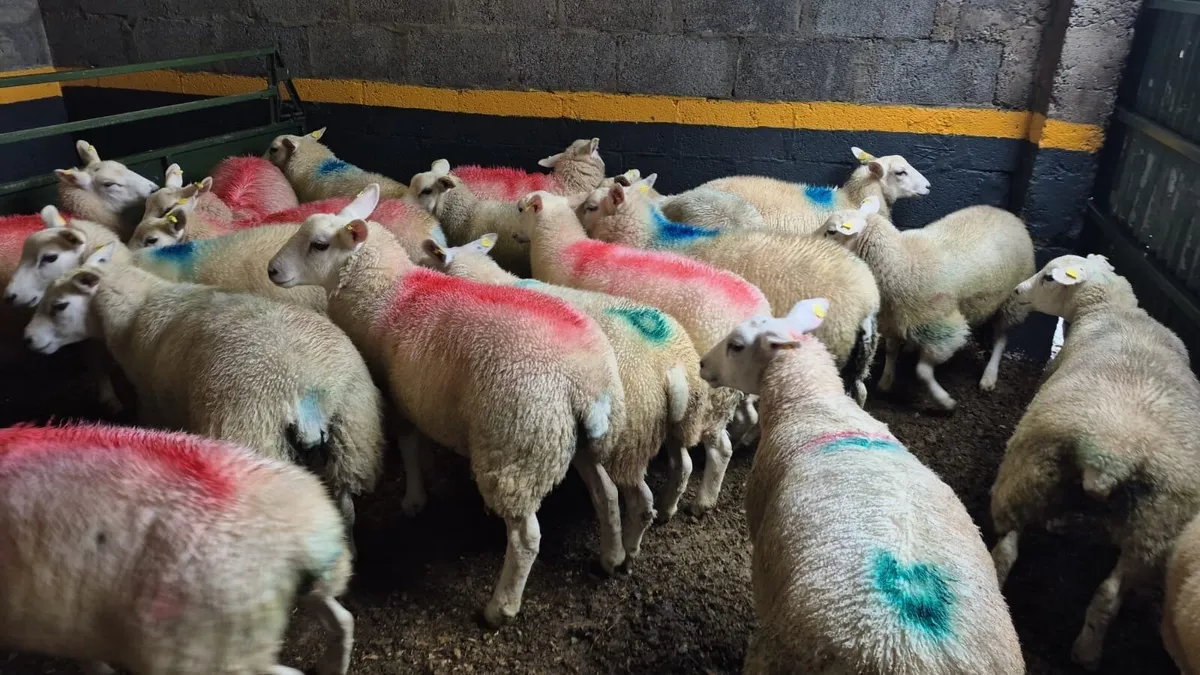 💥80 Ewe Lambs💥 - Image 2