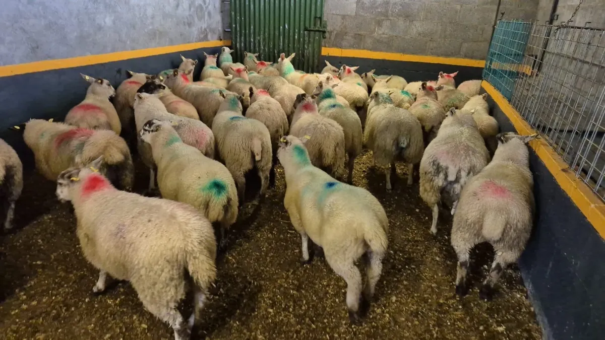 💥80 Ewe Lambs💥 - Image 3