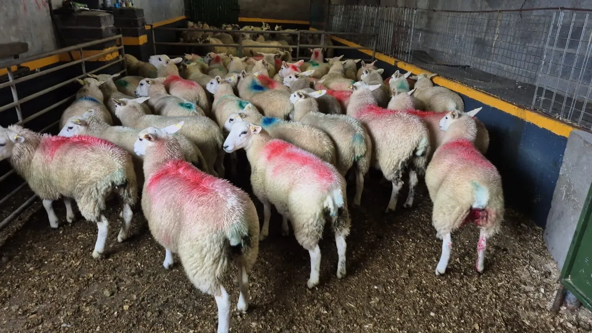 💥80 Ewe Lambs💥 - Image 4