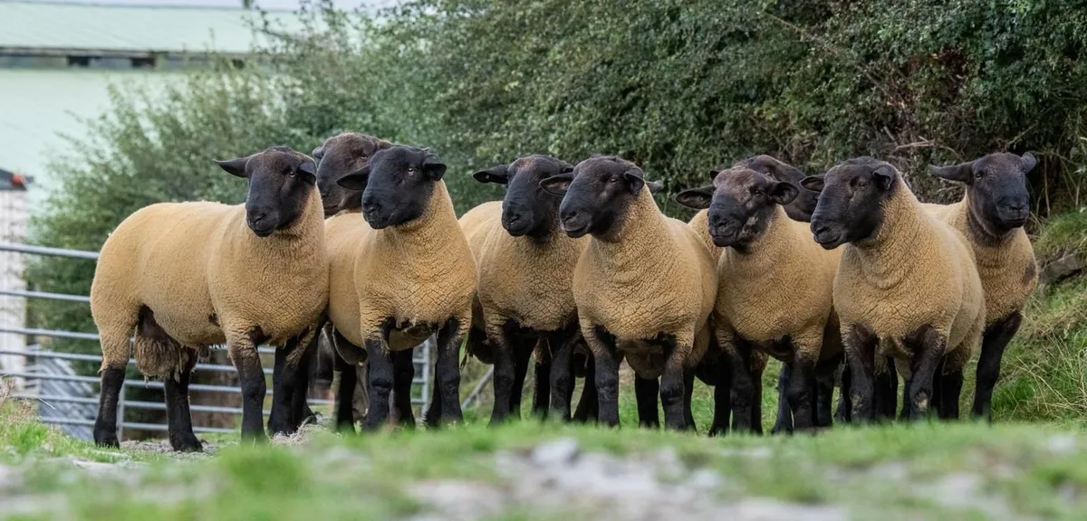 💥Suffolk hogget rams 💥 - Image 3