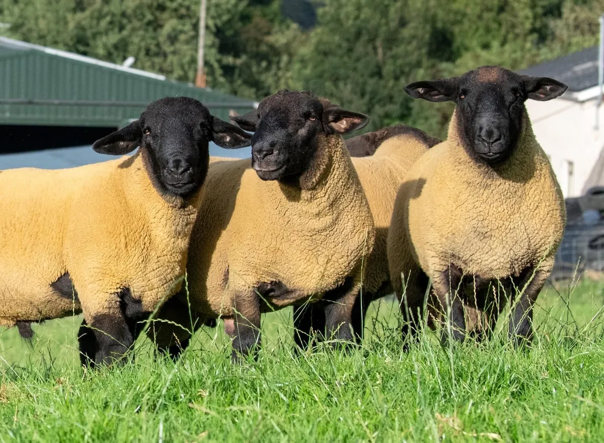 💥Suffolk hogget rams 💥 - Image 4