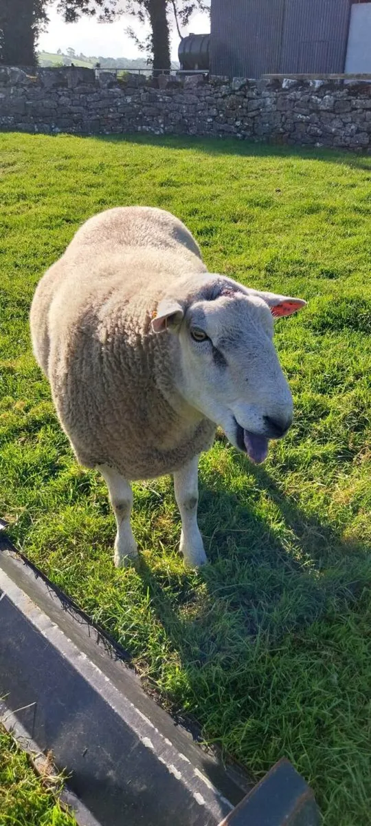 Belclare Ram - Image 1