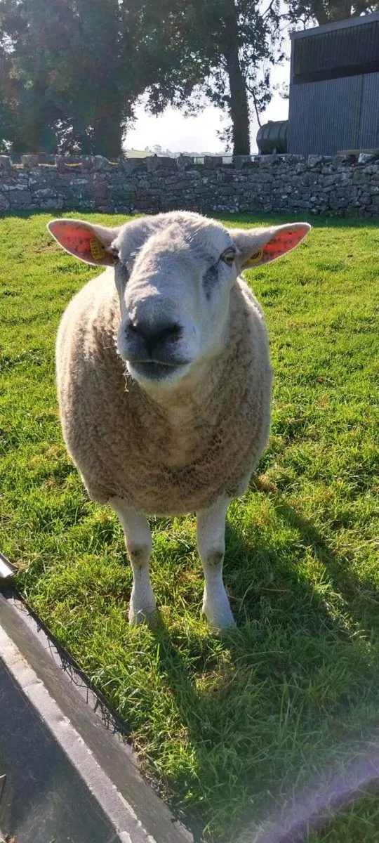 Belclare Ram - Image 2