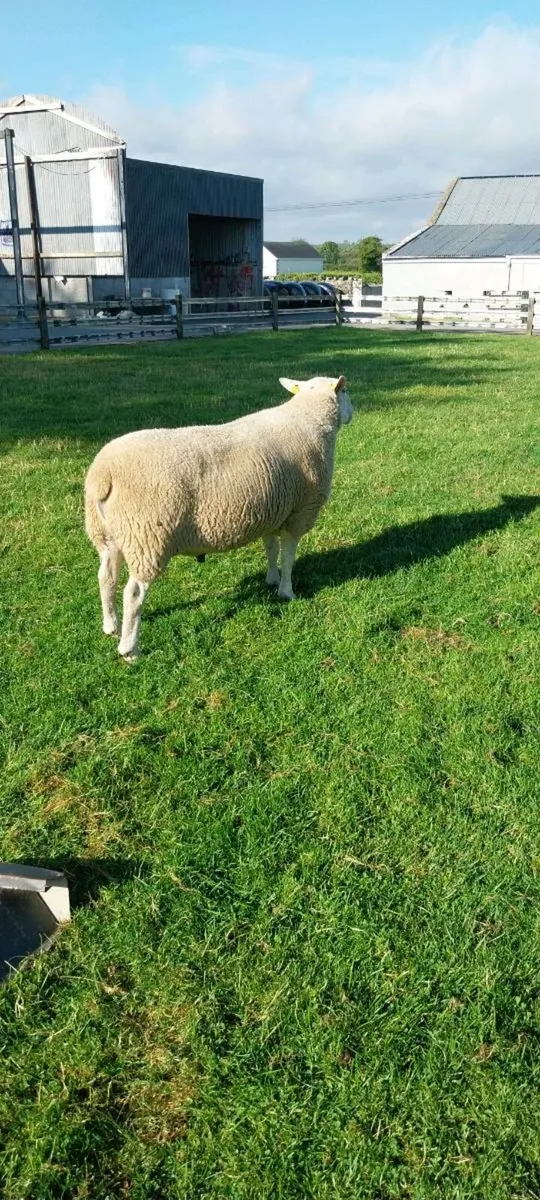 Belclare Ram - Image 3