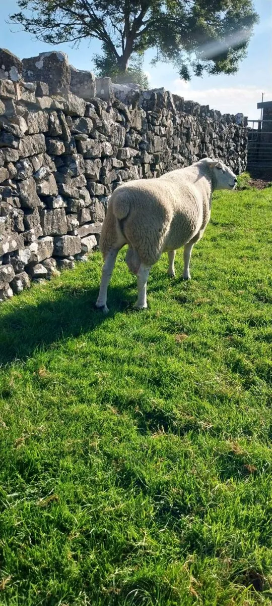 Belclare Ram - Image 4