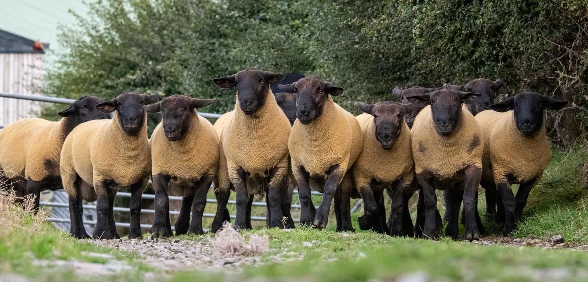 ⚡️Suffolk & Suftex Shearling Rams ⚡️ - Image 1
