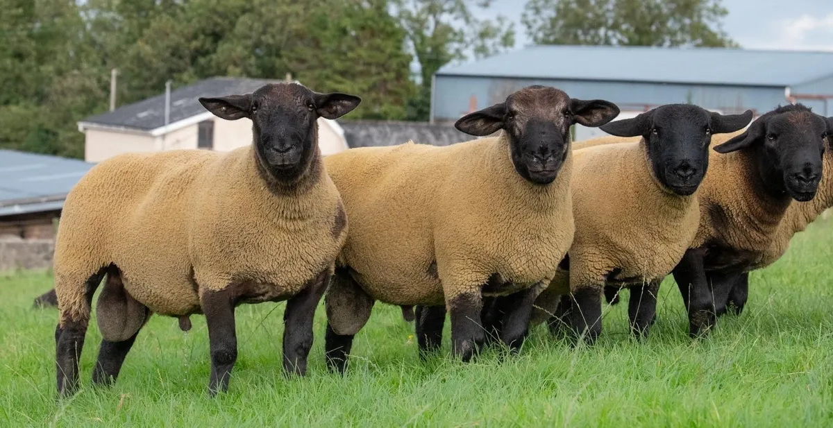 ⚡️Suffolk & Suftex Shearling Rams ⚡️ - Image 2