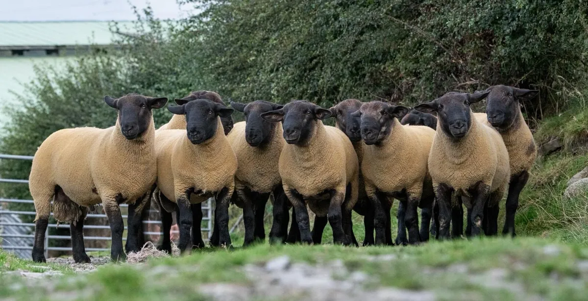 ⚡️Suffolk & Suftex Shearling Rams ⚡️ - Image 3