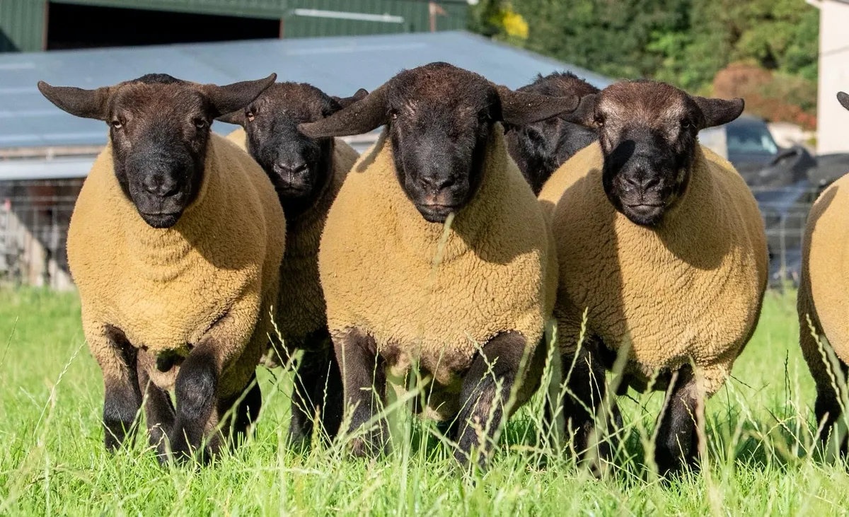 ⚡️Suffolk & Suftex Shearling Rams ⚡️ - Image 4