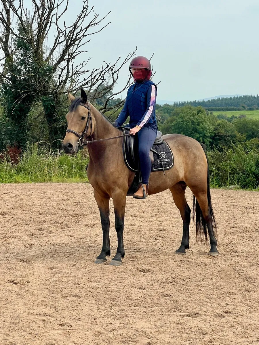 Lackaghmore Bobbi’s Girl - Image 1
