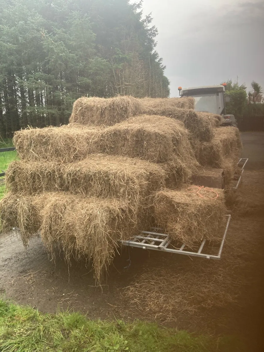 Organic square hay