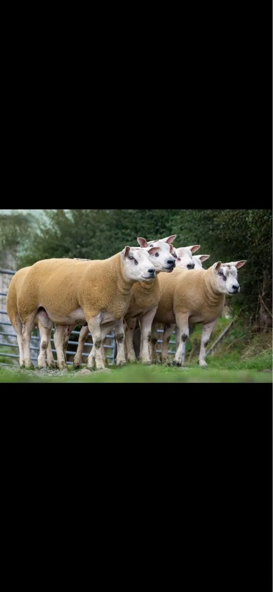 ⚡️Texel Shearling Rams FORSALE⚡️ - Image 2
