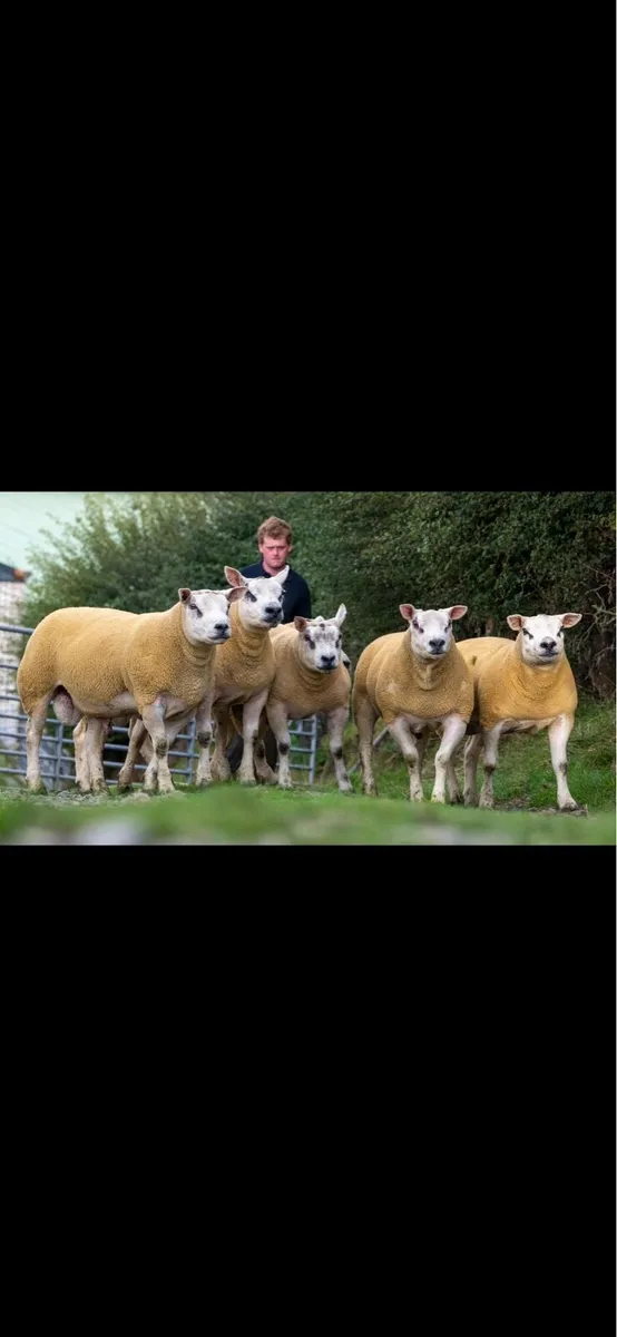 ⚡️Texel Shearling Rams FORSALE⚡️ - Image 3