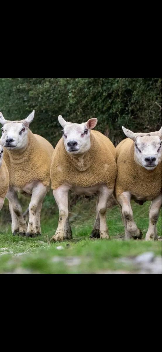 ⚡️Texel Shearling Rams FORSALE⚡️ - Image 4